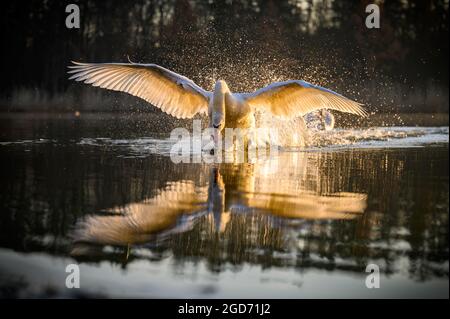 Der stumme Schwan (Cygnus olor), der auf der Wasseroberfläche läuft, die Sonne steigt dahinter auf, seine Flügel sind ausgestreckt, goldenes Licht glitzert in Wassertropfen Stockfoto