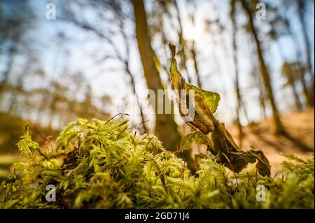 Die Geistermantis (Phyllocrania paradoxa) im Wald auf dem Moos, in die Kamera schauend. Weitwinkelmakro. Im Hintergrund sieht man die Fores Stockfoto
