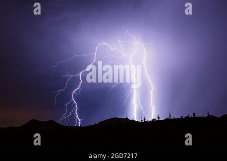 Dramatische Blitze eines Monsunsturms offenbaren in der Sonoran-Wüste in der Nähe von Rio Verde, Arizona, Silhouetten von Saguaro Cactus Stockfoto