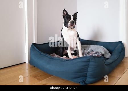 Boston Terrier sitzt in einem großen Hundebett in einem Raum mit Holzboden und weißen Wänden. Stockfoto