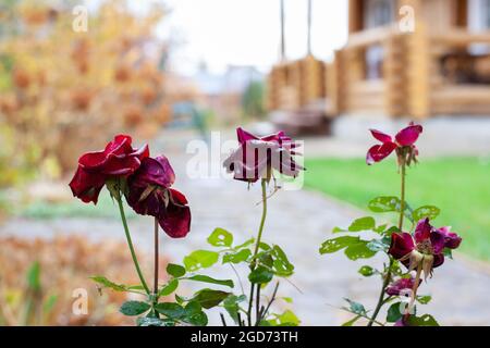 Verblasste Rosen im Garten. Burgunderrosen auf dem Hintergrund eines Holzhauses mit unfokussierten Hintergrund an warmen Herbstregentagen Stockfoto