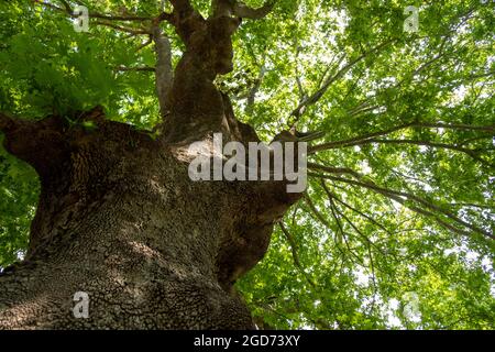 Der Çınar-Baum ( Platanus orientalis) hat in der Türkei einen wichtigen Platz, der aus dem Osmanischen Reich stammt. Stockfoto