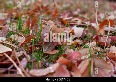 Teppich aus Herbstblättern. Herbsthintergrund von grünem Rasen und gelb rot gefallenen Blättern mit Kopie Platz Stockfoto