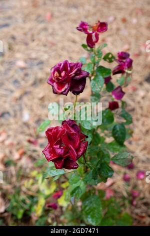 Schöne burgunderrote Rosen im Herbst. Verblassender Rosenbusch vor dem Hintergrund von Kiefernnadeln und Garten, selektiver Fokus Stockfoto