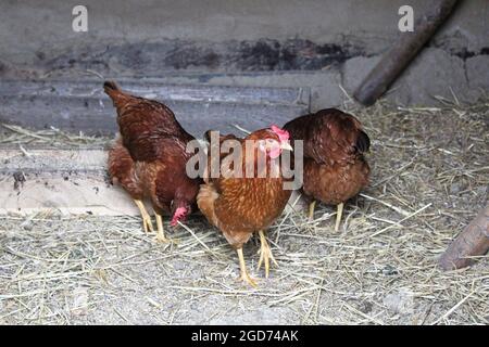 Drei Bio-Freilandhühner in einem Coup Stockfoto