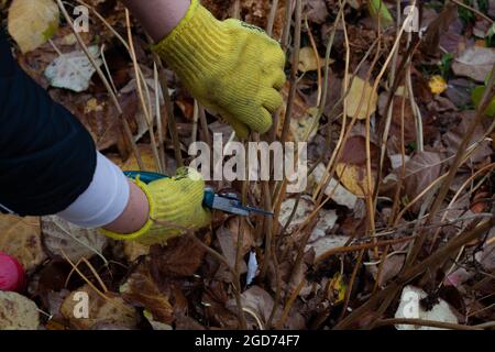 Bush (Hortensien) wird im Garten mit dem Rebschnitt geschnitten. Menschliche Hände in Gartenhandschuhen schneiden trockene Stängel ab und entfernen nasse Herbstblätter Stockfoto