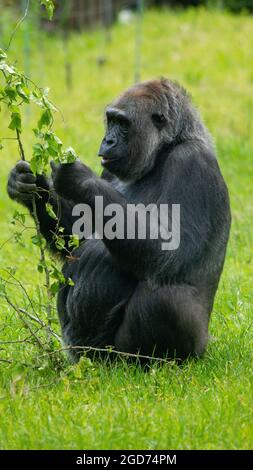 Silberrücker Gorilla Beim Essen Stockfoto