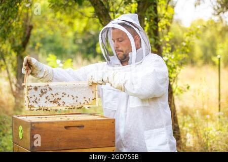 Imker auf dem Bienenstock, die Wabe oder die hölzernen Rahmen aus dem Bienenstock für den frischen, Wiesenhonig, die Menge der Bienen sammelnd oder herausnehmend Stockfoto