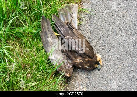 Eine tote Sumpfweihe, Circus aeruginosus, neben einer Norfolk-Straße. Wahrscheinlich von einem Auto getroffen. Stockfoto