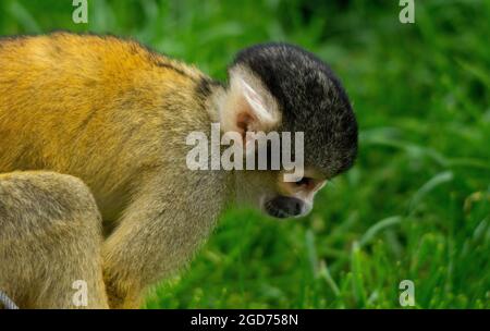 Eichhörnchen Affe auf der Suche nach Nahrung Stockfoto