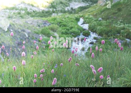 Bistorta carnea, wildflowers and mountain river. Caucasian mountain landscape in the gorge. Stockfoto