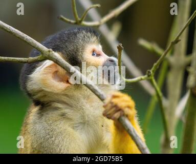 Eichhörnchen Affe in den Zweigen Stockfoto