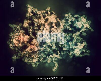 Koagulationsfaktor VIII (FVIII)-Protein, 3D-Rendering. Stockfoto