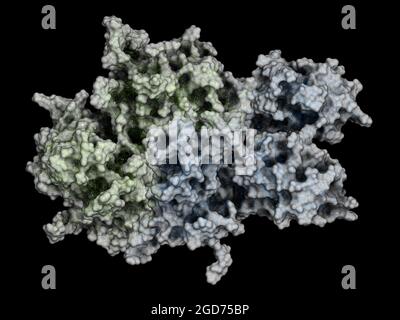 Koagulationsfaktor VIII (FVIII)-Protein, 3D-Rendering. Stockfoto