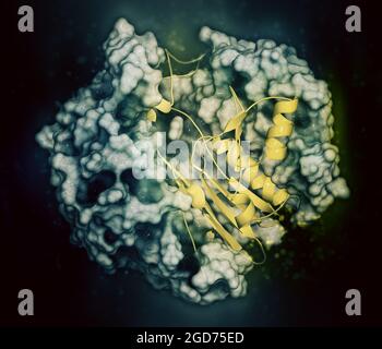 Enzym Gamma-Glutamyltranspeptidase 1 (GGT 1), 3D-Rendering. Stockfoto