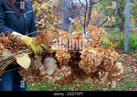 Gartenreinigung im Herbst. Mann in gelben Handschuhen wirft Walnusszweige aus, die in seinem Garten gesammelt wurden Stockfoto