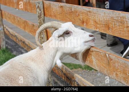 Ein ziegenbock, der durch einen Holzzaun schaut Stockfoto