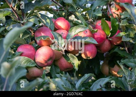 Ein paar rote Gala-Äpfel auf einem Apfelbaum Stockfoto