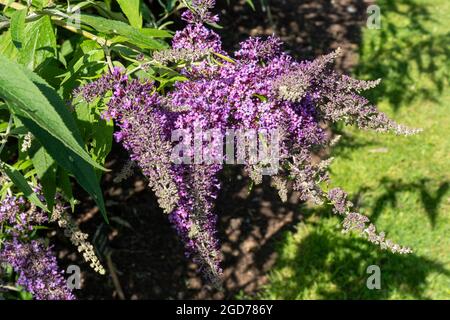 Buddleia davidii Dartmoor (buddleja-Sorte), bekannt als Schmetterlingsbusch, blüht im August oder Sommer in Großbritannien Stockfoto