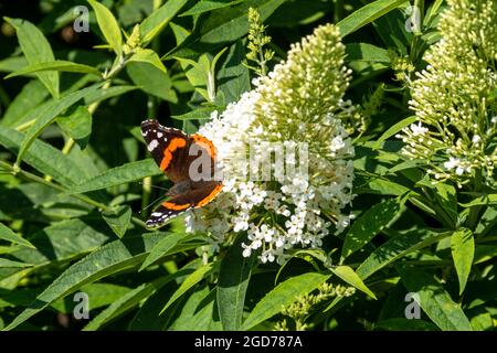 Roter Admiralschmetterling auf Buddleia davidii Nanho Alba (sorte buddleja), einem weißen Schmetterlingsbusch, im August oder Sommer, Großbritannien Stockfoto