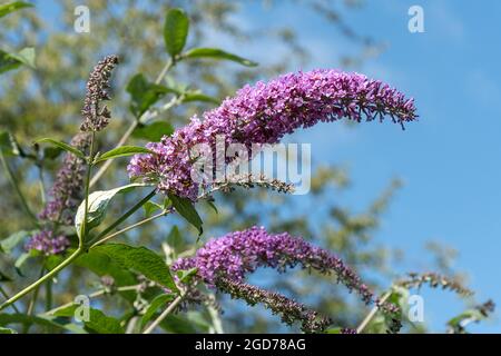 Buddleia davidii Pink Pearl (buddleja-Sorte), bekannt als Schmetterlingsbusch, blüht im August oder Sommer in Großbritannien Stockfoto