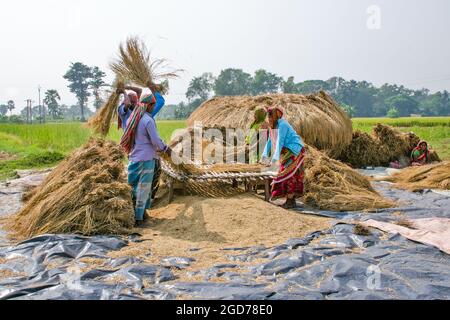 verarbeitung von paddy im ländlichen Westen bengalens in indien Stockfoto