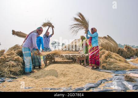 verarbeitung von paddy im ländlichen Westen bengalens in indien Stockfoto