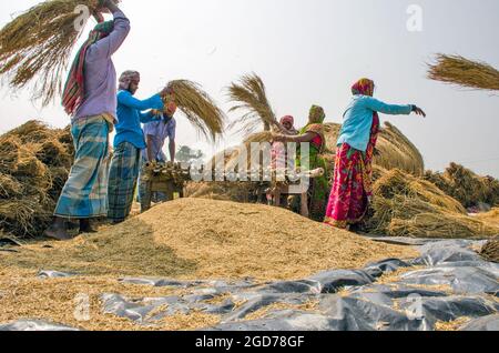 verarbeitung von paddy im ländlichen Westen bengalens in indien Stockfoto