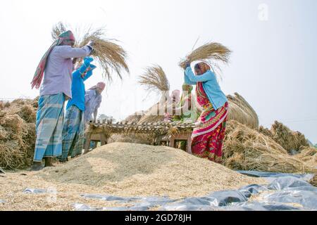 verarbeitung von paddy im ländlichen Westen bengalens in indien Stockfoto