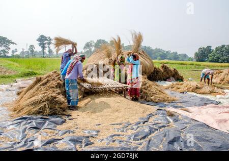 verarbeitung von paddy im ländlichen Westen bengalens in indien Stockfoto