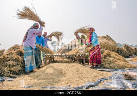 verarbeitung von paddy im ländlichen Westen bengalens in indien Stockfoto