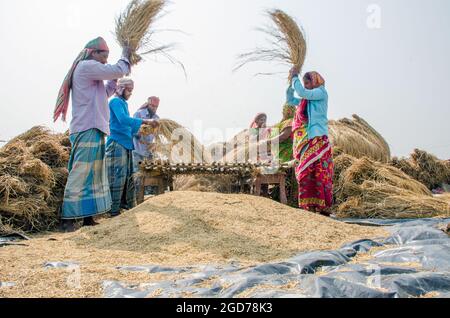 verarbeitung von paddy im ländlichen Westen bengalens in indien Stockfoto