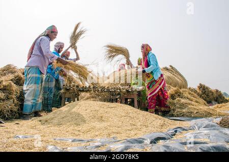 verarbeitung von paddy im ländlichen Westen bengalens in indien Stockfoto