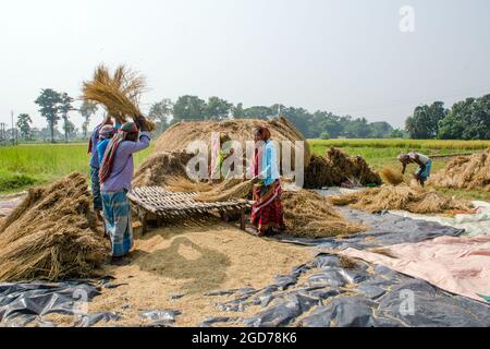 verarbeitung von paddy im ländlichen Westen bengalens in indien Stockfoto