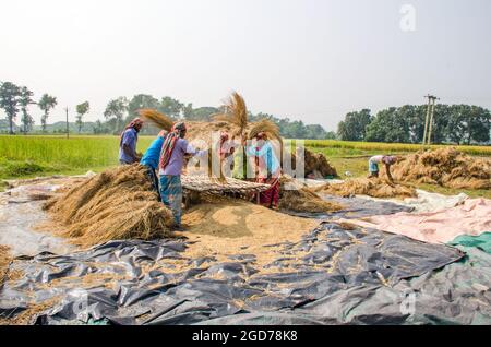 verarbeitung von paddy im ländlichen Westen bengalens in indien Stockfoto