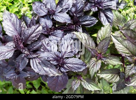 Basilikumblatt (Ocimum basilicum). Frisches Bio-lila Basilikum wächst im Garten Draufsicht. Basilikum verlässt Plantage. Grüner Frühling abstrakt backgroun Stockfoto