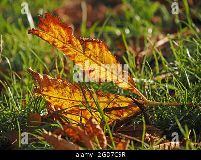 Braunes und goldtrockenes Blatt der Rosskastanie (Aesculus hippocastanum), das im Herbst auf feuchtem grünen Gras gefallen ist - Cumbria, England, Großbritannien Stockfoto