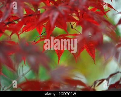 Leuchtend rote Herbstblätter des japanischen Ahornbaums (Acer palmatum) kontrastieren mit weichem grünem Licht in Cumbria, England, Großbritannien Stockfoto