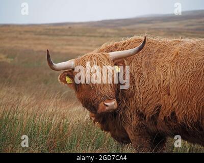 Lange, scharfe Hörner und ein robustes Fell aus unverkennbaren, winterharten Hochland-Rindern, die sich mit der Zunge auf dem Hochland-Moorland in Yorkshire, England, Großbritannien, weiden Stockfoto