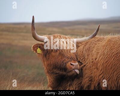 Lange, scharfe Hörner und ein robustes Fell aus unverkennbaren, winterharten Hochland-Rindern, die sich mit der Zunge auf dem Hochland-Moorland in Yorkshire, England, Großbritannien, weiden Stockfoto