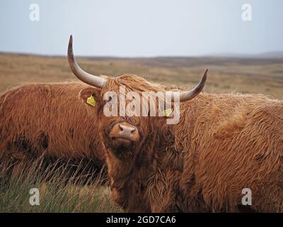 Lange, scharfe Hörner und schroffe Mäntel von zwei unverkennbaren, winterharten Hochlandrindern, die auf dem Hochmoor in Yorkshire, England, Großbritannien grasen Stockfoto