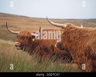 Lange, scharfe Hörner und schroffe Mäntel von zwei unverkennbaren, winterharten Hochlandrindern, die auf dem Hochmoor in Yorkshire, England, Großbritannien grasen Stockfoto