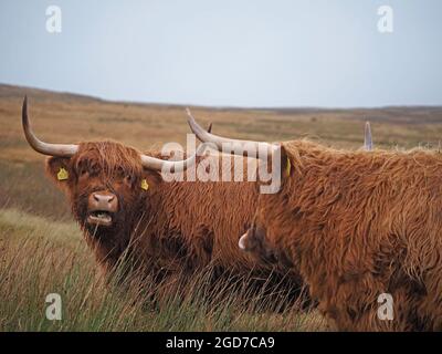 Lange, scharfe Hörner und schroffe Mäntel von zwei unverkennbaren, winterharten Hochlandrindern, die auf dem Hochmoor in Yorkshire, England, Großbritannien grasen Stockfoto