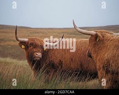 Lange, scharfe Hörner und schroffe Mäntel von zwei unverkennbaren, winterharten Hochlandrindern, die auf dem Hochmoor in Yorkshire, England, Großbritannien grasen Stockfoto