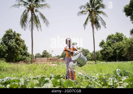 Malerisches Bild eines niedlichen kleinen afrikanischen Mädchens, das Gemüsepflanzen in einem von Palmen und Bäumen umgebenen Feld wässert Stockfoto