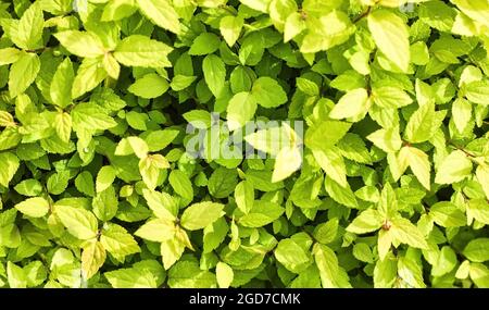 Abstraktes Blätterbündel blüht um die Blüte der dubrawy Spirea Spiraea chamaedryfolia , Natur Hintergrund der grünen Blätter. Stockfoto