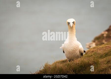 Ein Gannet (Morus bassanus) sitzt auf der Klippe von Bempton Cliffs und starrt direkt auf die Kamera Stockfoto