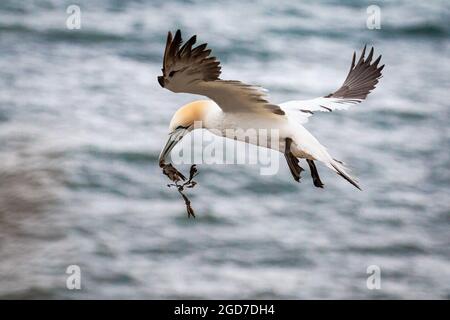 Ein Tölpel (Morus bassanus) fliegt über das Meer und trägt Nistmaterial in der Nähe der Klippen von Bempton in Yorkshire Stockfoto