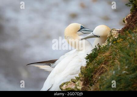 Ein Paar Tölpel (Morus bassanus) säubern sich gegenseitig auf ihrem Nest auf den Klippen von Bempton in Yorkshire Stockfoto