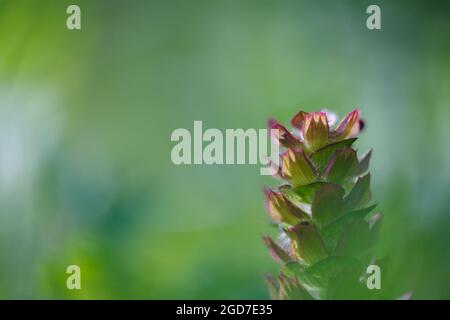 Nahaufnahme einer gewöhnlichen Selbstheilungspflanze (Prunella vulgaris) mit einem angenehmen Sommergrün und einer Wildblumenwiese im Hintergrund. Wilde Blumen der Schweiz Stockfoto